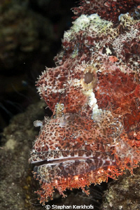 Smallscale scorpionfish portait taken with 180mm. by Stephan Kerkhofs 